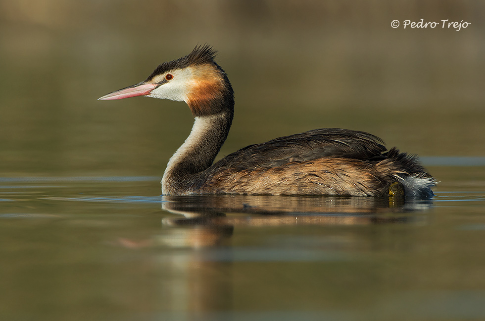 Somormujo lavando (Podiceps cristatus)